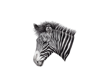 Zebra africa drawing graphite illustration nature wildlife zebra