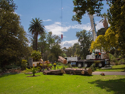 Tree Removal Melbourne, VIC arborcraft tree services arborist tree care services tree removal tree removal melbourne tree services tree services melbourne