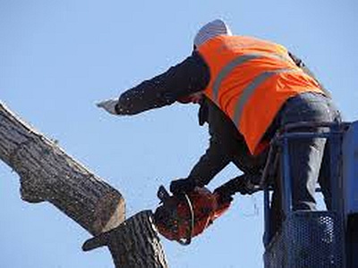 When to Make Use of Tree Removal Services? arborcraft tree services arborist tree care services tree removal tree services tree services melbourne