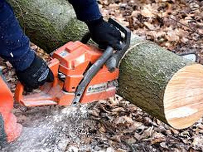 What to Consider When Hiring a Tree Removal Service Melbourne arborcraft tree services arborist tree care services tree removal tree removal melbourne tree services tree services melbourne