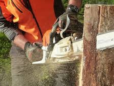 Tree Removal Melbourne Guide & Tips | Arborcraft Tree Services arborcraft tree services arborist tree care services tree removal tree removal melbourne tree services tree services melbourne