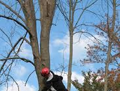 Everything You Need to Know About Tree Trimming | Melbourne, VIC arborcraft tree services arborist tree care services tree services tree services melbourne tree trimming