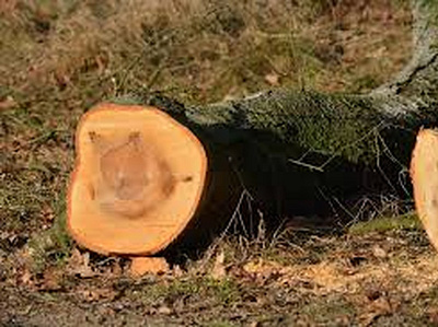 Taking Good Care of our Trees -Expert & Experienced Tree Removal tree removal tree removal melbourne tree removalists melbourne