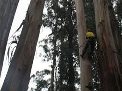 Tree Care Tips - Tree Removal Services arborcraft tree services tree care services tree removal tree removal melbourne tree services tree services melbourne