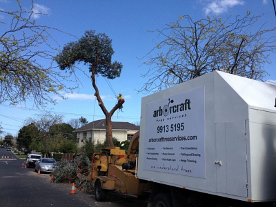 Choosing the Best Tree Removal Services in Melbourne arborcraft tree services arborist arborist melbourne tree care services tree removal tree removal melbourne tree services tree services melbourne