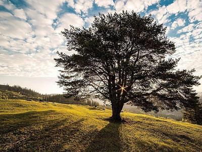 The Value of Trees and Professional Arboriculture arborcraft tree services arboricultural arborist arborist melbourne tree care services tree removal tree removal melbourne tree services tree services melbourne