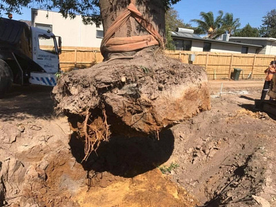 Tree & Stump Removal in Melbourne – What You Need to Know arborcraft tree services arborist arborist melbourne tree care services tree removal tree removal melbourne tree services tree services melbourne tree stump removal