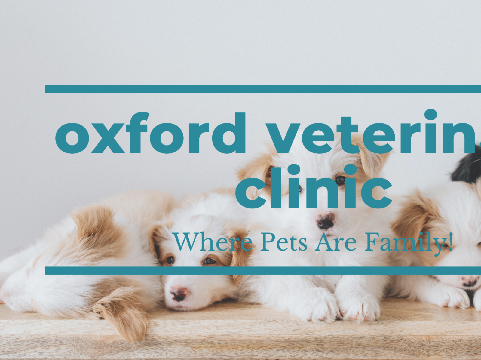 Oxford Veterinary by Oxford Veterinary Clinic on Dribbble