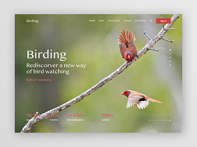 Daily UI — 003 birds branding dailyui dailyuichallenge design graphic design landingpage ui webdesign website