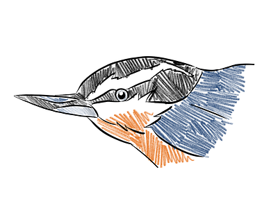 Red-Breasted Nuthatch apple pencil birds ipad pro procreate