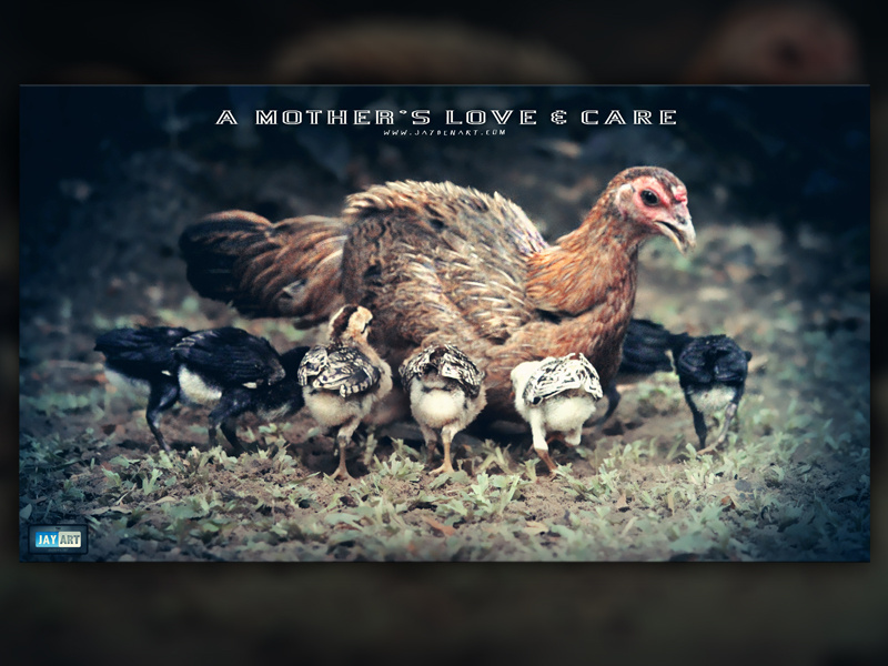 A MOTHER'S LOVE & CARE mother mom mum love care jaydenart chicken chick chicks mothers lovely day