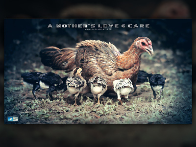 A MOTHER'S LOVE & CARE care chick chicken chicks day jaydenart love lovely mom mother mothers mum