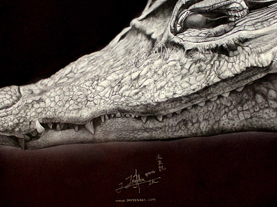 Crocodile - Chalk & Charcoal black chalk charcoal crocodile jaydenart white