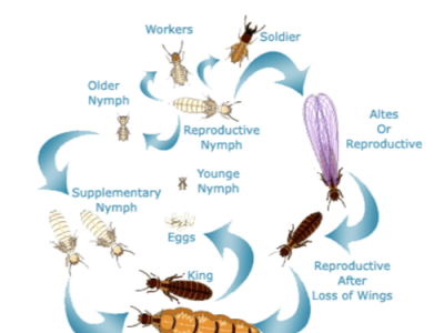 Termite Control Market Forecast to 2026