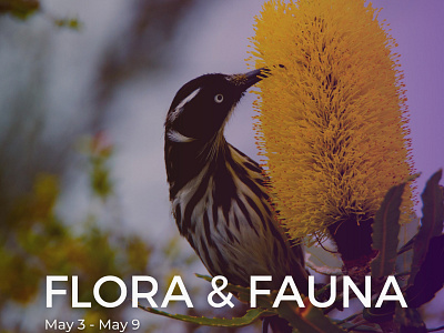 Flora & Fauna photo contest invitation by Glostars