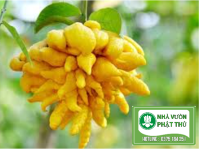 Nhà Vườn Phật Thủ (0375-184-251) bonsai bán buôn bán lẻ cây cảnh fruit logo lễ chùa may mắn mâm ngũ quả nhà vườn nhà vườn phật thủ phật thủ phật thủ nhà vườn phật thủ tâm an phật thủ đắc sở quà biếu tài lộc tết đông y đồ thờ