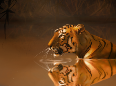 Tiger illustration tiger