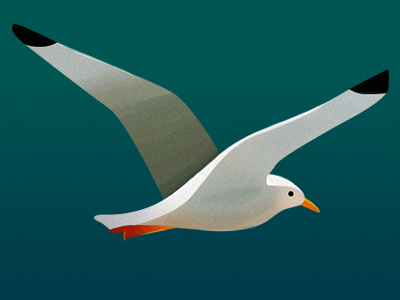 Seagull bird illustration sea seagull