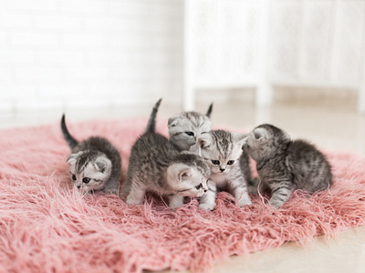 five little grey kittens lie pink carpet beauty cat kids kitty kitty cat love