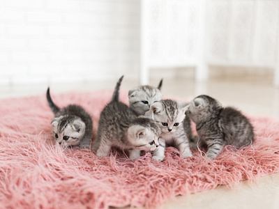 five little grey kittens lie pink carpet