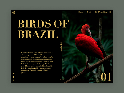 Birds Of Brazil design landingpage landingpagedesign type ui web website