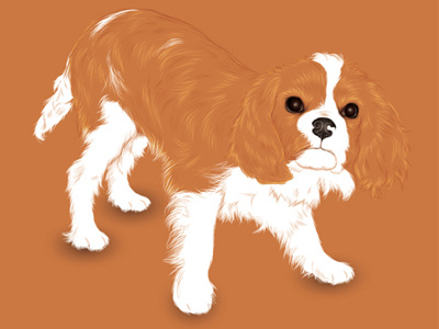 Shelley the CKC adobe cavalier king charles spaniel dog illustration illustrator puppy vector