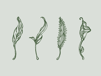 Herbs & Blooms calla lily flowers green tea herb icons illustration leaf nettle yarrow