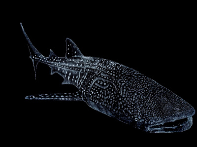 whale shark design illustration
