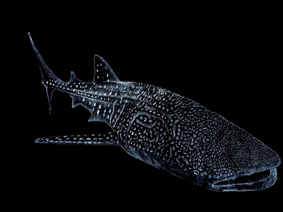 whale shark