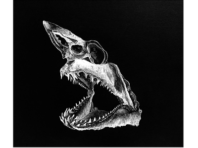 Mako shark skull illustration