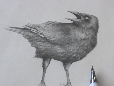 Branding WIP for an upcoming project bird illustration birds book cover branding graphite design graphite drawing illustration pencil drawing wip