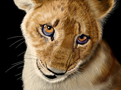 Drawing of a nice little lion. animal art drawing illustration lion nature