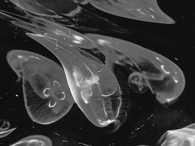 Jellyfish dark glitch jellyfish photomanipulation photoshop