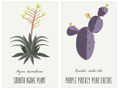 AZ Plants cactus illustration plants