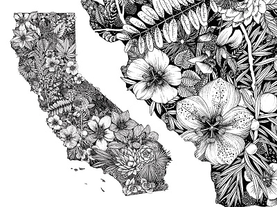 California Native Plants black and white botanical california detail flowers illustration intricate nature