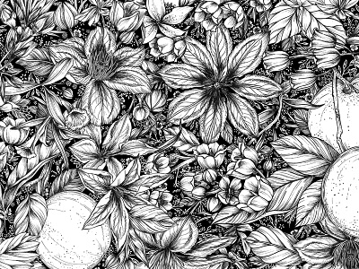 Orange, Muget, Clematis apothecary branding floral flower illustration nature packaging pattern pattern design surface design textile