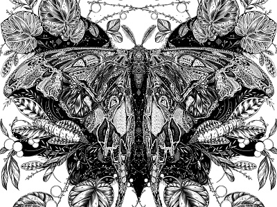 Hercules Moth Digital Illustration black and white botanical botanical illustration drawing flowers illustration lettering packaging pattern surface design typography