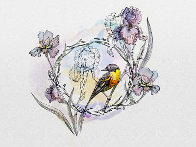 baltimore oriole and dwarf iris birdillustration design illustration inkdrawing watercolor painting watercolorbirds