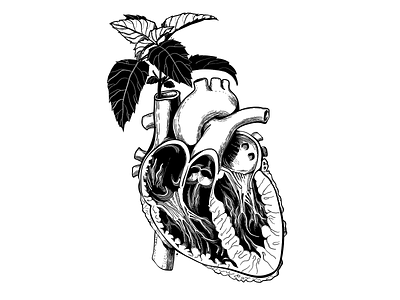 Basil heart anatomy basil blackandwhite heart illustration medicine vector vector art