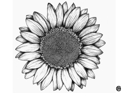 Sunflower art brandnew flower illustration ink inkpen intober2015 pointillism