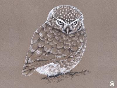 Owl (Inktober 2016) animals bird drawing illustration ink inkpens inktober inktober2016. inkspiration linestyle owl