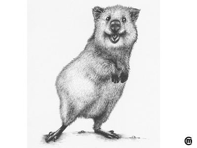 Quokka animals australia cute drawing illustration ink quokka