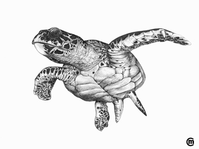 Inktober Day 7 Turtle animal dailydrawing dailyillustration drawing illustration ink inkpen inkspiration inktober inktober2018 ocean turtle