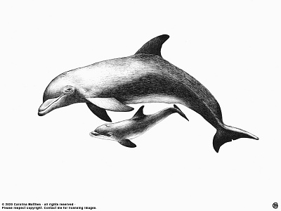 Dolphin Family