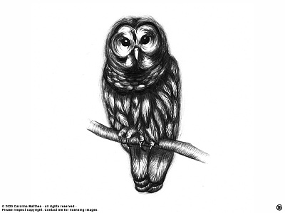 Owl animals art brandnew doodle drawing graphite illustration quick sketch rough illustration rough sketch sketch