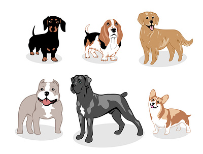 Dogs in the vector basset hound bully cane corso corgi dachshund design dogs golden retriever illustration vector
