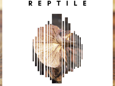 Reptile branding design icon logo web