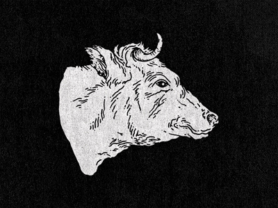 Holy Cow bull cow drawing hand drawn illustration