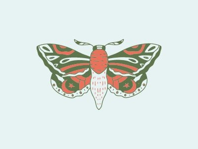 Butterfly Illustration