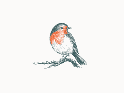 Robin bird drawing hand drawn retro robin vintage